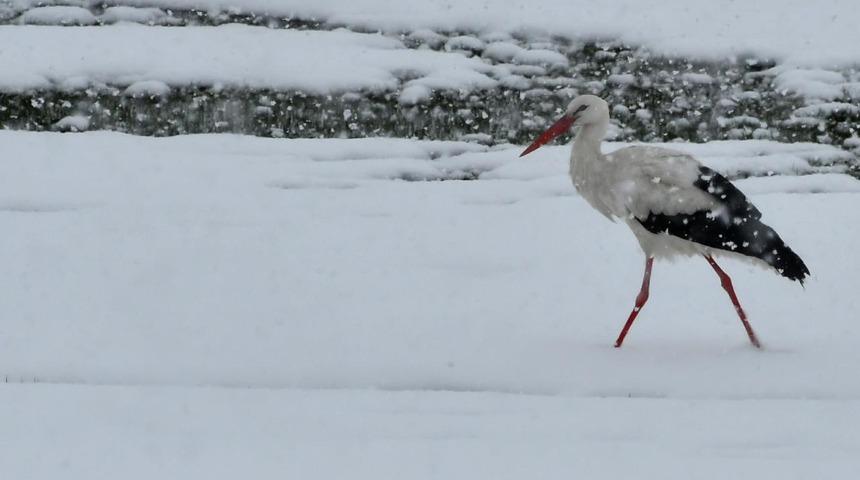 Leylekler erken göç etti, uzman isimden uyarı geldi! 'Sert, soğuk ve bol yağışlı bir kış bekliyoruz'