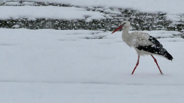Leylekler erken göç etti, uzman isimden uyarı geldi! 'Sert, soğuk ve bol yağışlı bir kış bekliyoruz'