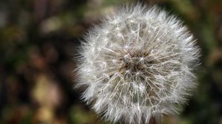 Hekimlerden 'polen' uyarısı