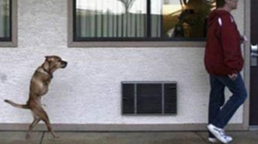 İki ayaklı k&ouml;peğin m&uuml;thiş azmi