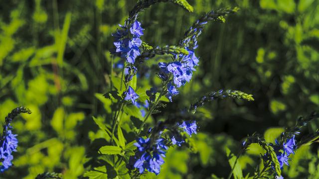 Yavşan otunun faydaları nelerdir? Yavşan bitkisi neye iyi gelir?