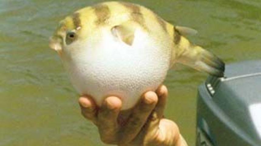 Balık&ccedil;ıların başı bu balıkla belada!