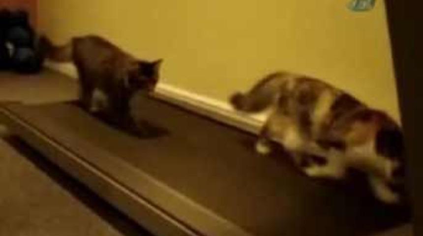 Kedi koşu bandıyla tanışıyor