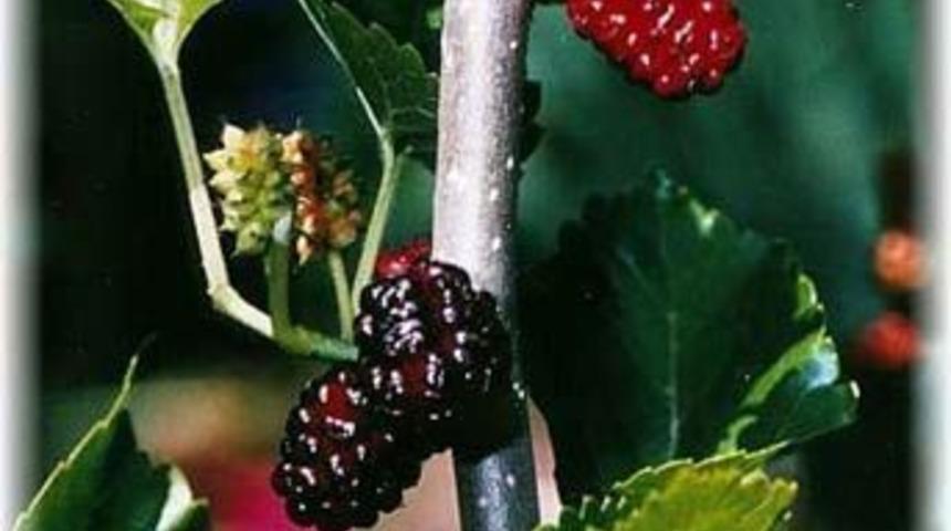 Dutun sayısız faydası var