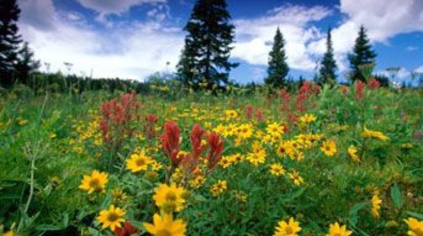 İlk Cemre 19 Şubatta havaya d&uuml;şecek