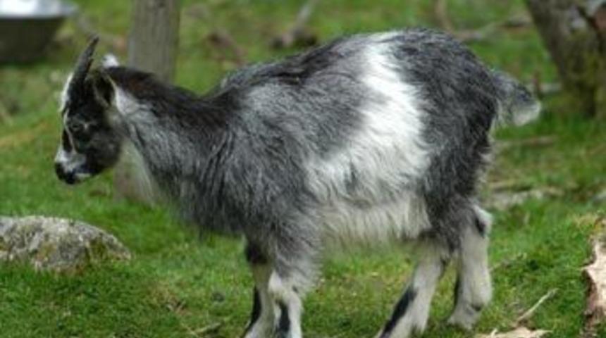 54 bin dolara bir ke&ccedil;i satın aldı