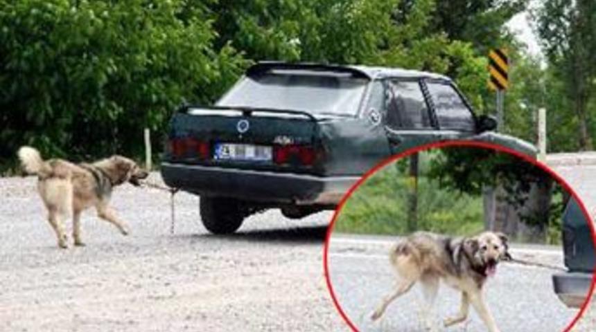 İnsan değil, hayvan s&uuml;r&uuml;yor!
