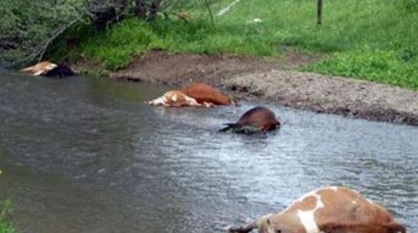 İnsanlar ucuz kurtuldu