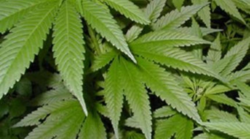 T&uuml;m&ouml;r&uuml;n tedavisi marihuanada aranacak