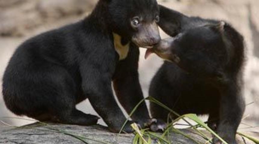 Bilim bah&ccedil;elerinin hayvanları