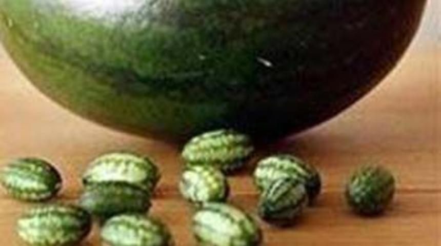 Zeytin gibi karpuzlar &ccedil;ıktı