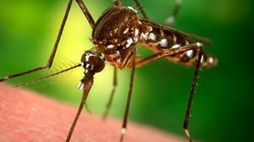 En &ouml;l&uuml;mc&uuml;l hayvan sivrisinek