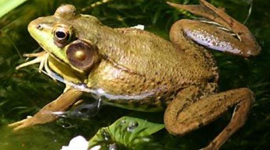 Kurbağaların en b&uuml;y&uuml;k d&uuml;şmanı bacakları!