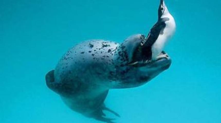 Adım adım kanlı av