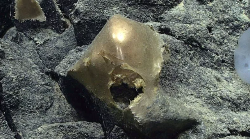 Deniz tabanında keşfedilen “altın yumurta” herkesi heyecanlandırdı! Kimse ne olduğunu bilemiyor
