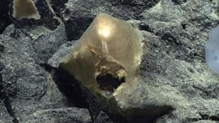 Deniz tabanında keşfedilen “altın yumurta” herkesi heyecanlandırdı! Kimse ne olduğunu bilemiyor