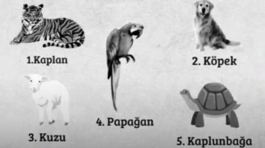 Resimde se&ccedil;eceğiniz hayvan ideal eşiniz hakkında fikir sahibi olmanızı sağlıyor!