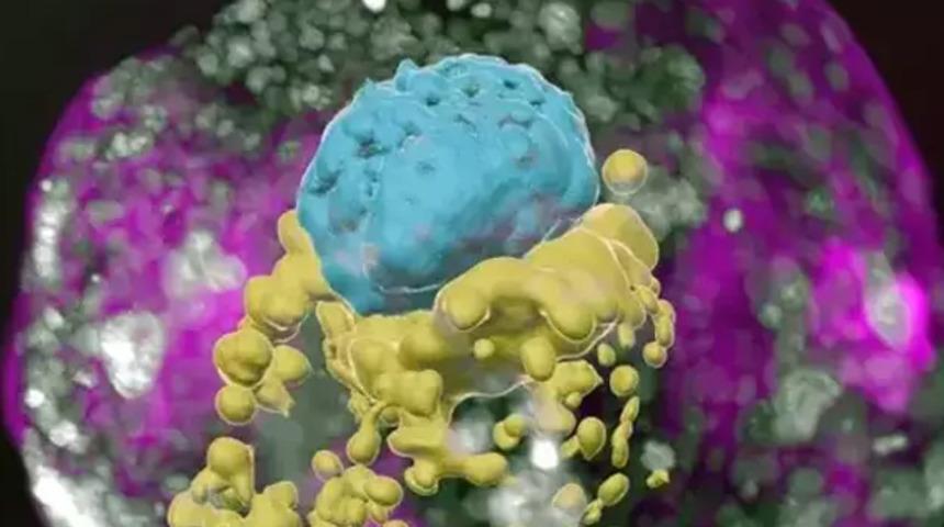 Sperm ve yumurtasız tam insan embriyosu modeli geliştirildi