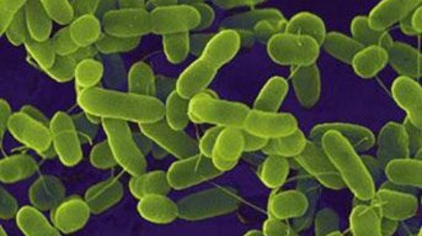 Et yiyen bakteri &ouml;ld&uuml;rd&uuml;