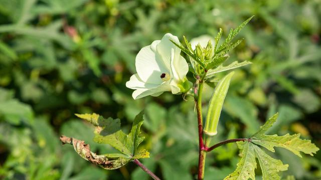 Bamya çiçeğinin faydaları nelerdir? Bamya çiçeği nasıl tüketilir?
