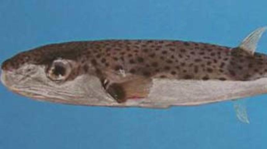 Bu balığı sakın yemeyin