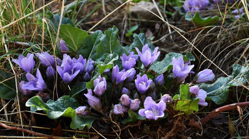Adamotunun faydaları ve zararları nelerdir? Adamotu kökü nedir, ne işe yarar?	