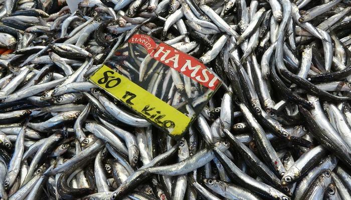 Vatandaşlar bu yıl bol bol balık tüketebilir! Hamsi bolluğu yaşanıyor