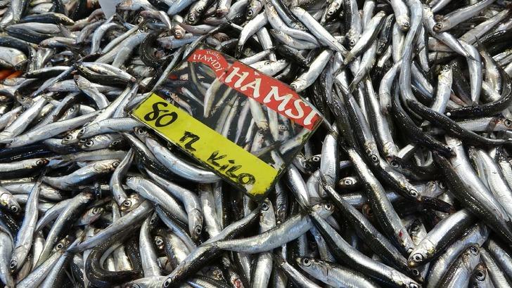 Vatandaşlar bu yıl bol bol balık tüketebilir! Hamsi bolluğu yaşanıyor