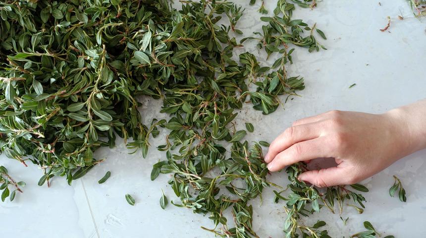 Madımak otunun faydaları nelerdir? Madımak otunda hangi vitaminler var?	