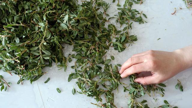 Madımak otunun faydaları nelerdir? Madımak otunda hangi vitaminler var?	