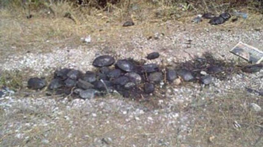 30 kaplumbağayı benzin d&ouml;k&uuml;p yaktılar