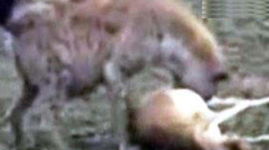 Antilobun inanılmaz zekası