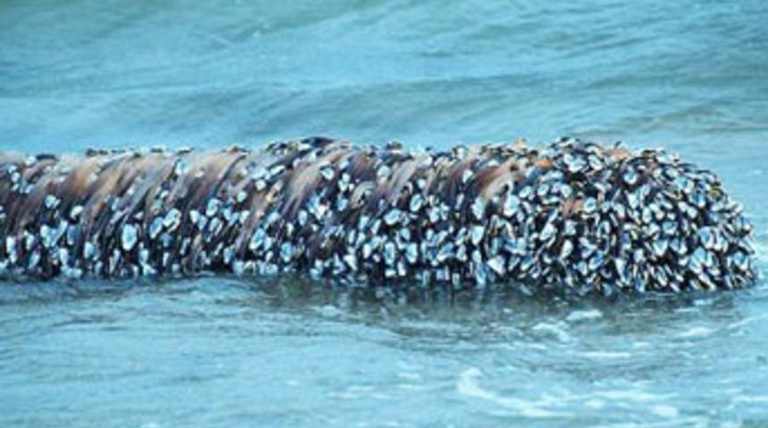 Bunlar ne b&ouml;yle!