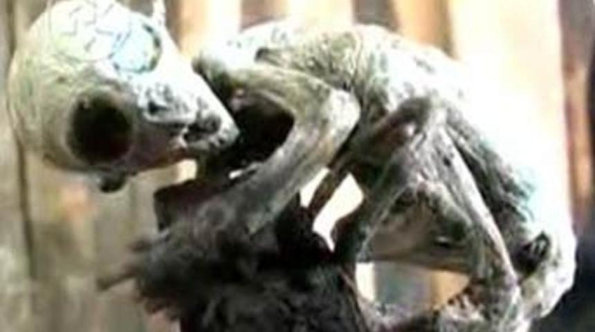 Dünya bu yaratığı konuşuyor