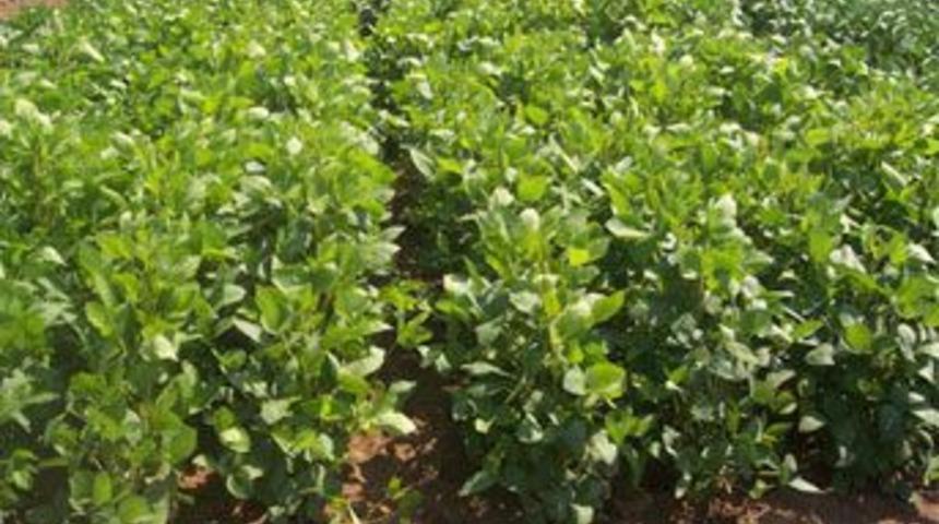 Erkek nesli tehdit altında!