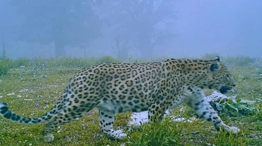 Anadolu parsı fotokapanlar sayesinde böyle görüntülendi! 