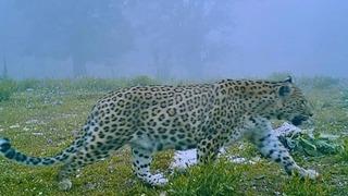 Anadolu parsı fotokapanlar sayesinde böyle görüntülendi! 