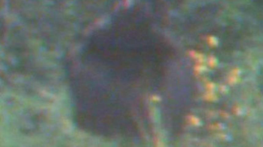 Kocaayak meyve &ccedil;alarken yakalandı