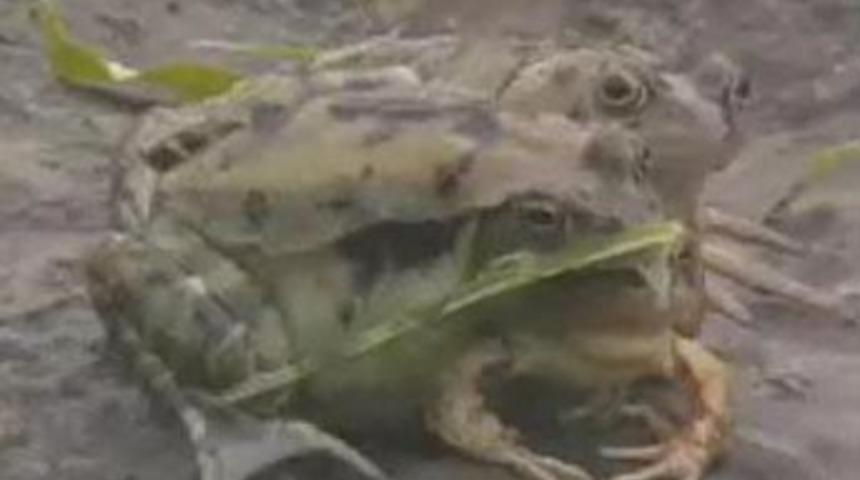 &Uuml;&ccedil; başlı kurbağa