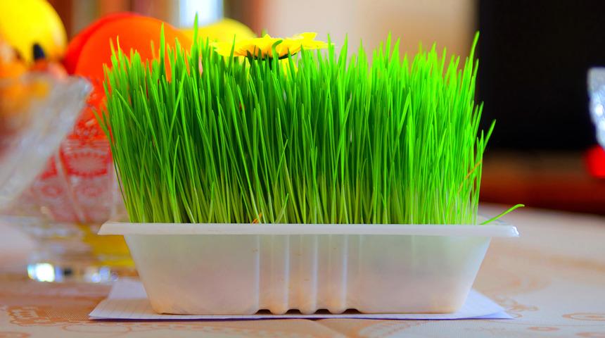 Buğday çiminin faydaları nelerdir? Buğday çimi hangi hastalıklara iyi gelir?	