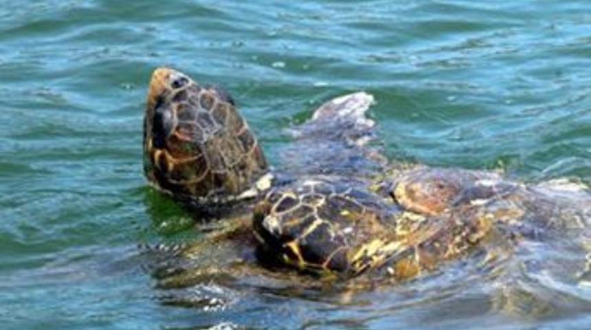 B&ouml;yle &ccedil;iftleştiler!