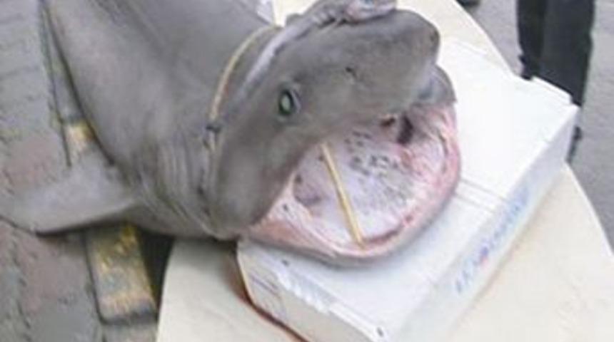 İşte jaws ve yavrusu!