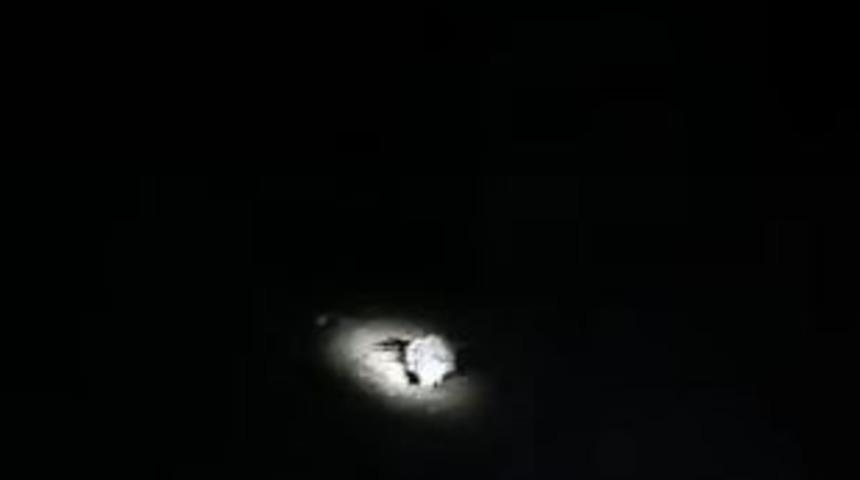 Elazığ’da nesli tükenme tehlikesi altında olan oklu kirpi görüntülendi