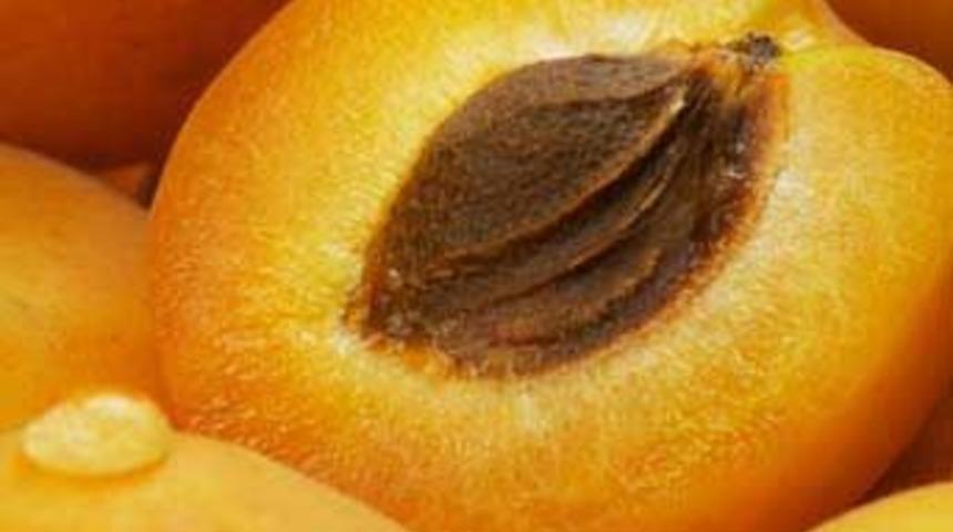 Kayısı kanseri önlüyor