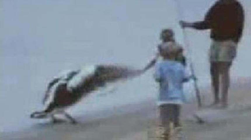 Bir kuş ne kadar tehlikeli olabilir ki?