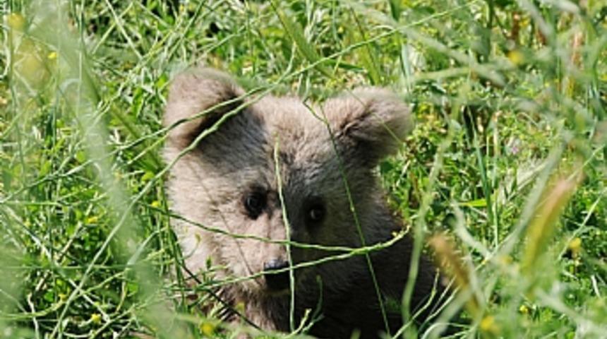 Yavru ayı 'yetim' barınağın maskotu oldu
