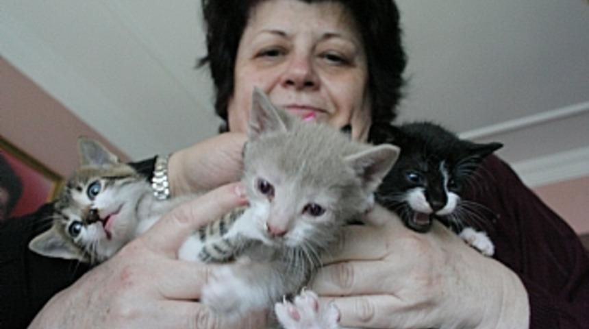 Hanta korkusu kedi timi kurdurdu 