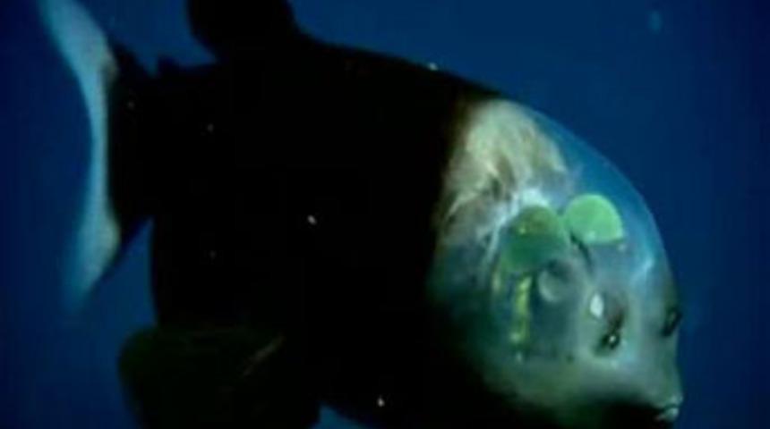 Beyni görünen şeffaf balık