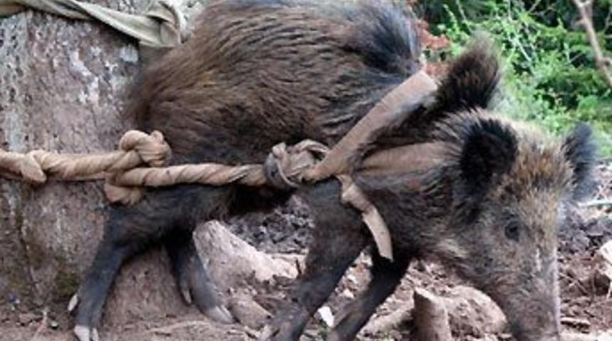 Domuz gribine T&uuml;rk usul&uuml; &ouml;nlem