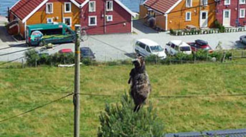 Bu da &ldquo;Rambo&rdquo; koyun!